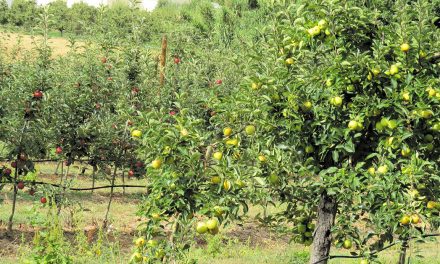 Produção de maçã e pêra com quebra devido às condições climatéricas