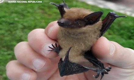 GNR resgata morcego-rato em Porto de Mós