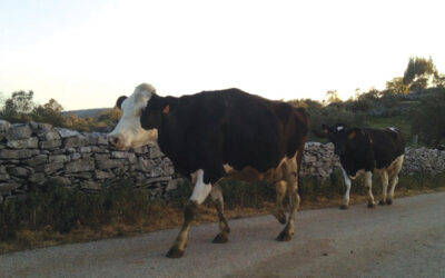 Junta de Serro Ventoso apoia agricultores que tenham animais em regime de pastorícia