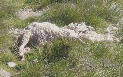 Cães voltam a matar gado na serra