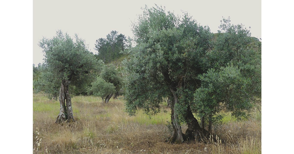 Município de Porto de Mós quer identificar as árvores milenares do concelho