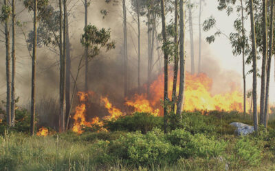Novo Plano Municipal de Defesa da Floresta Contra Incêndios tarda em ser aprovado
