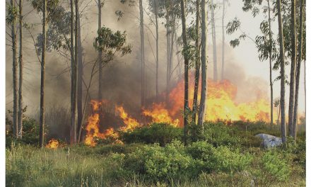 Novo Plano Municipal de Defesa da Floresta Contra Incêndios tarda em ser aprovado