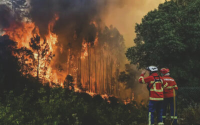 CIMRL exige ao Governo apoios para danos causados pelos fogos
