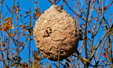 Retirados mais de 100 ninhos de vespa asiática no concelho de Porto de Mós