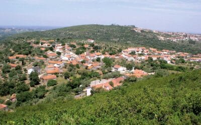 Operação para mudar paisagem florestal do Alqueidão da Serra já está no terreno