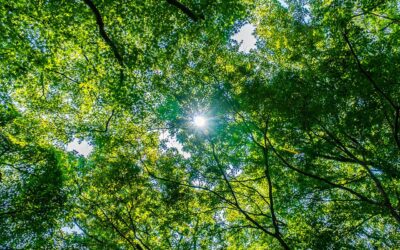 CIAN assinala o Dia da Educação Ambiental