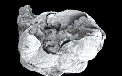 Descobertas duas novas espécies extintas no Juncal