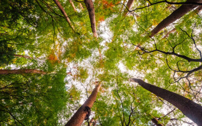 Vertigem celebra a Floresta e a Água