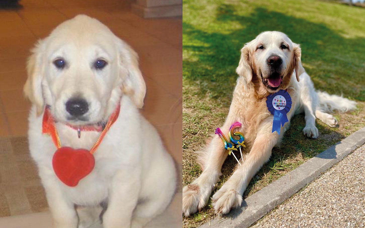 Afonso: o cão que tem fintado a esperança média de vida