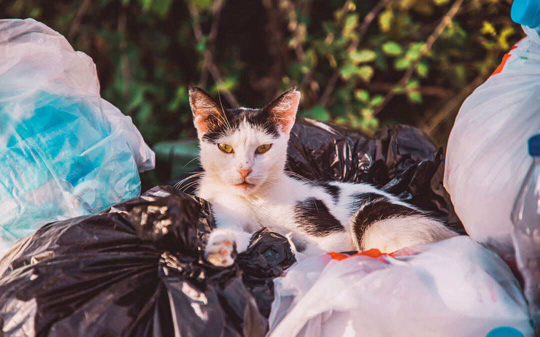 Associação quer ensinar a capturar e a esterilizar gatos para depois serem devolvidos à comunidade