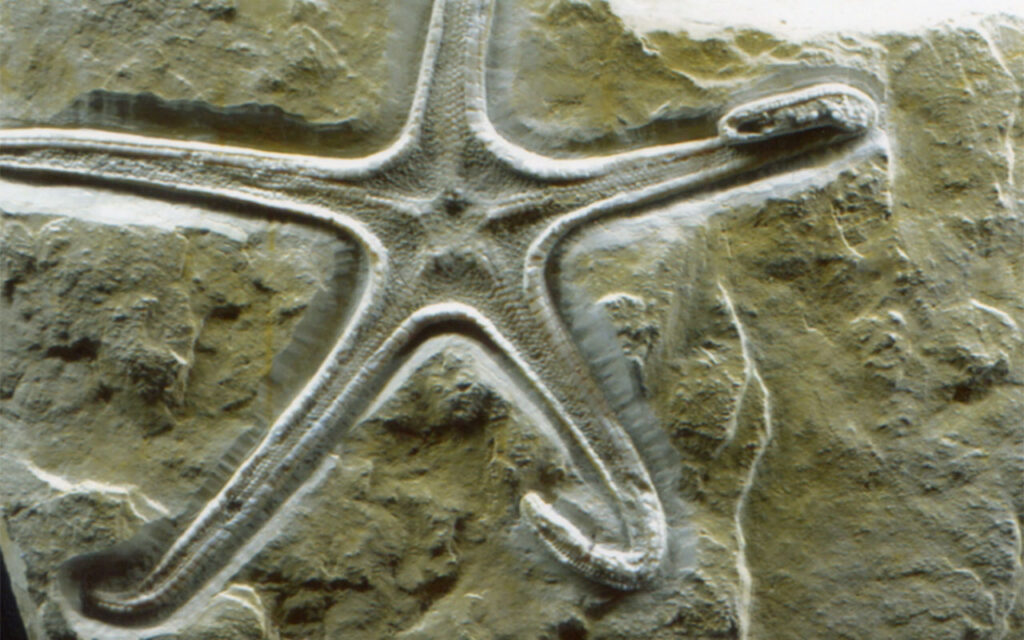 Foto grutas museu fossil DR | Jornal O Portomosense