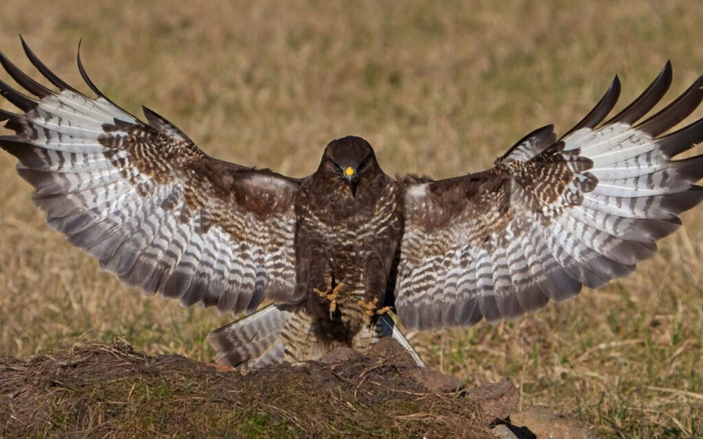 Aves de Rapina DR | Jornal O Portomosense