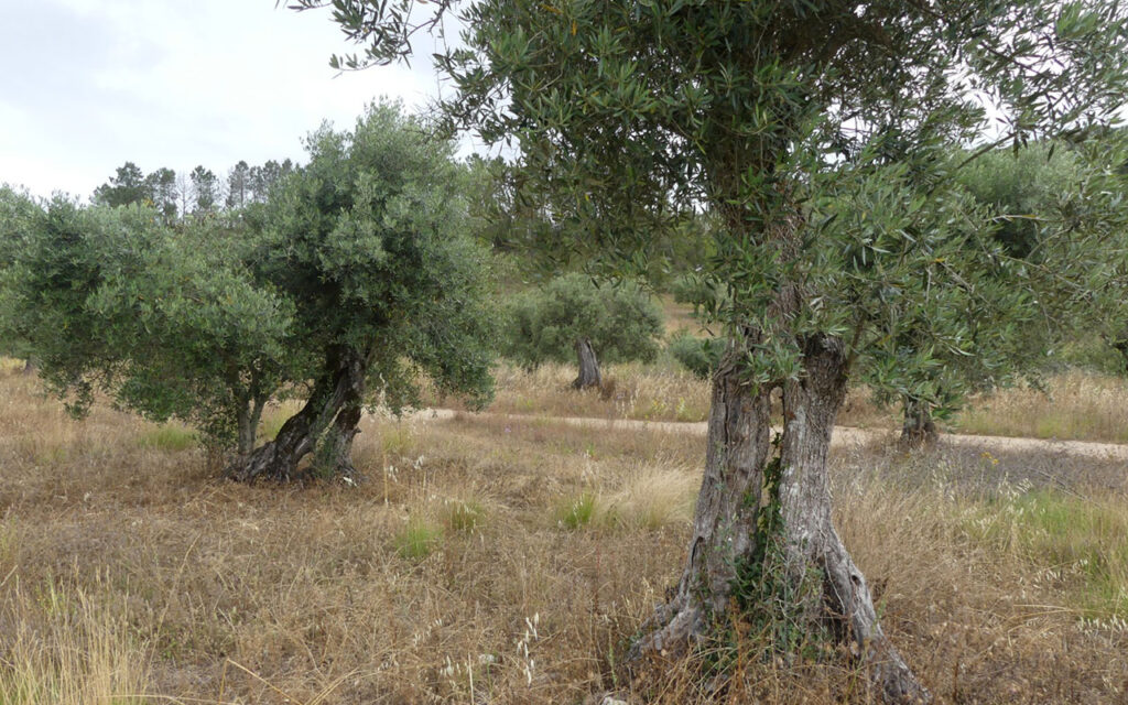 Caminhada de Sao Silvestre Alcaria DR | Jornal O Portomosense