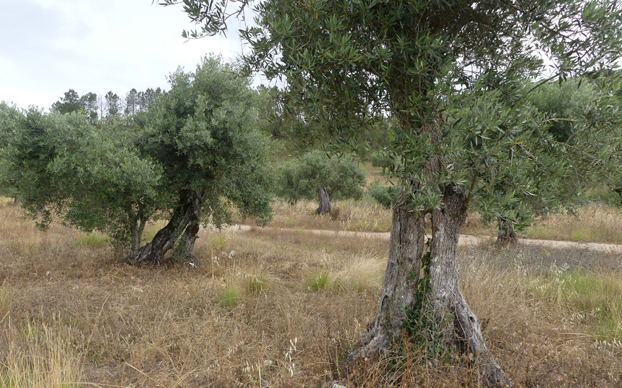 Caminhada de São Silvestre em Zambujal de Alcaria