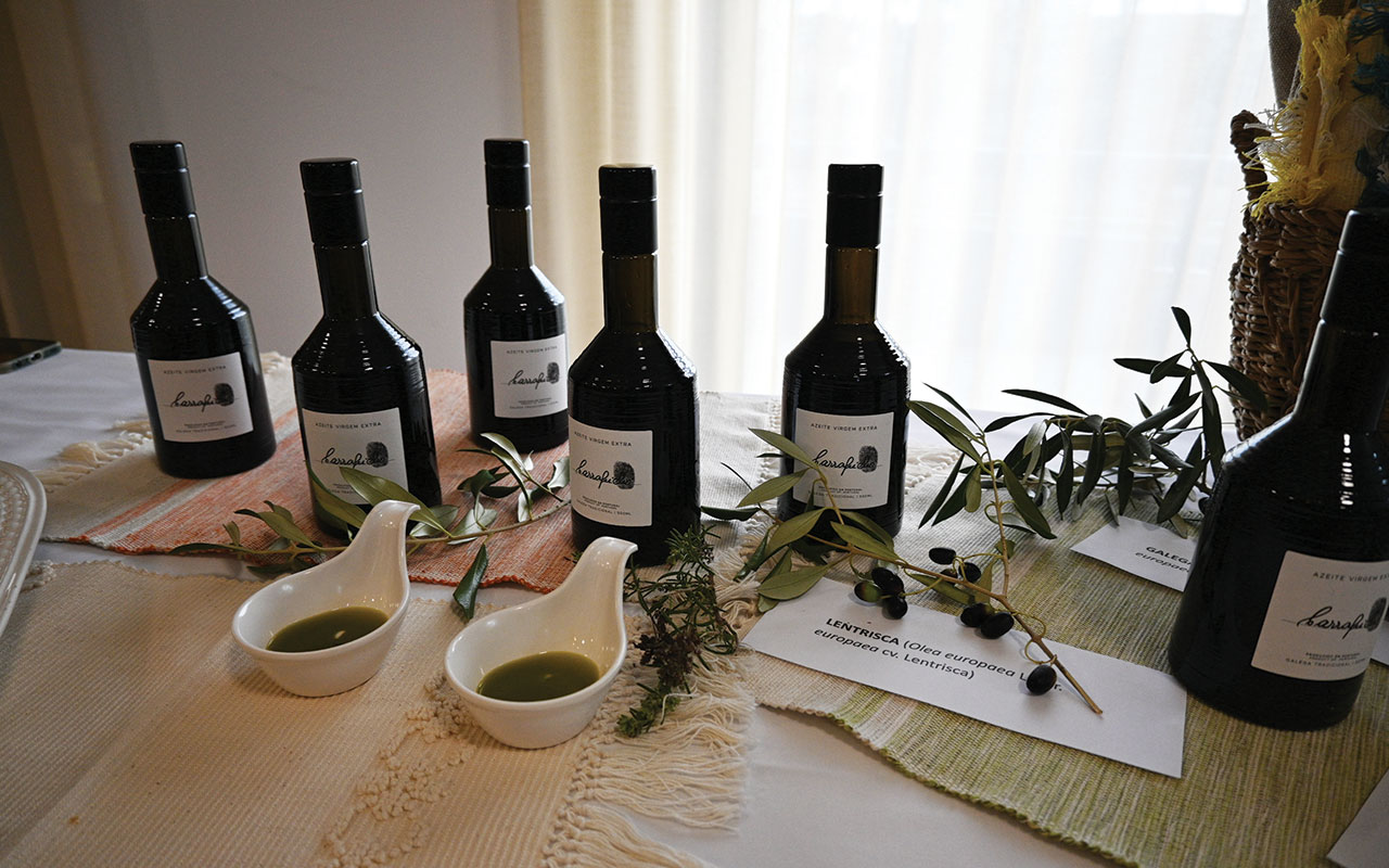 Dia Mundial da Oliveira | Porto de Mós celebra o Dia Mundial da Oliveira