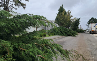 Depressao Kristin Isidro Bento | Jornal O Portomosense