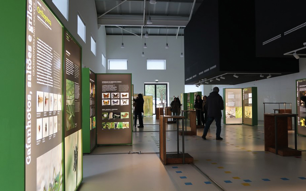 “Insetos em Ordem”, a exposição vigente na Central das Artes que se transforma num “verdadeiro jogo-de-pista”