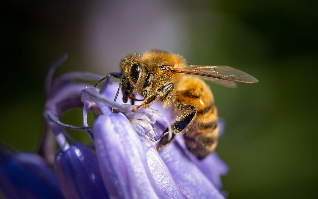 Abelha DR | Jornal O Portomosense