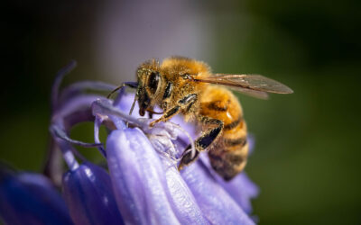 Abelha DR | Jornal O Portomosense