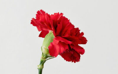 Cravo 25 de Abril DR | Jornal O Portomosense