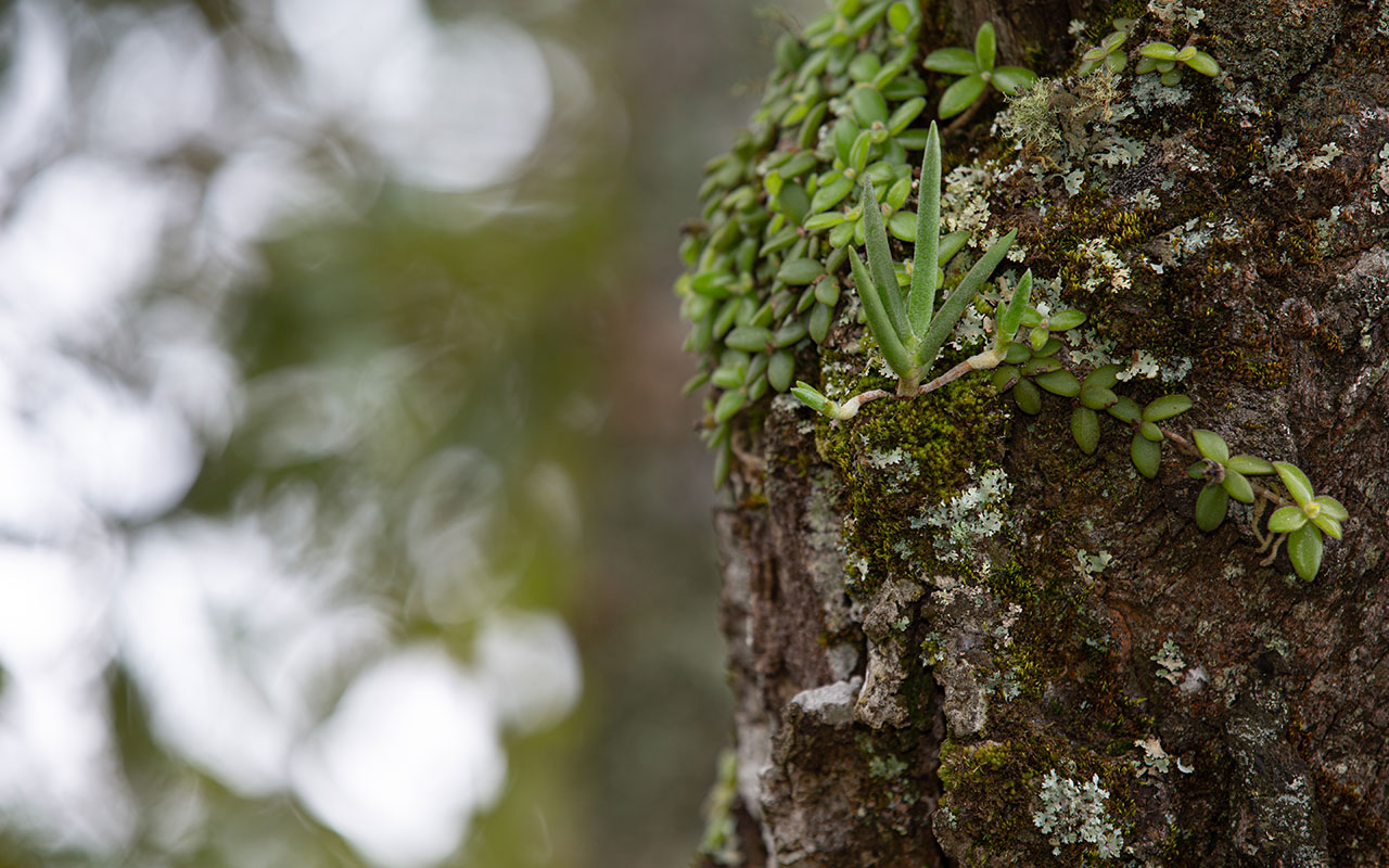 Abertas candidaturas ao “Programa Voluntariado Jovem para a Natureza e Florestas” do IPDJ