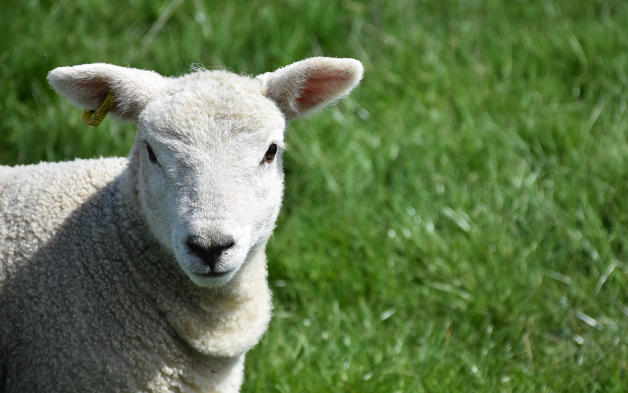 Experiência “Pastor por um dia” convida a viver a vida no campo