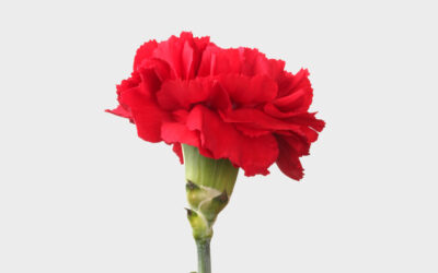 25 de Abril DR | Jornal O Portomosense