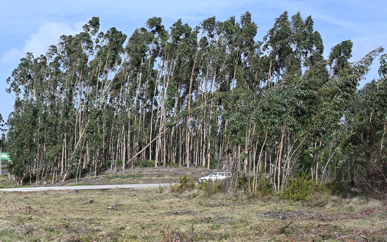 Estado de calamidade prolonga limpeza de terrenos até 30 de junho