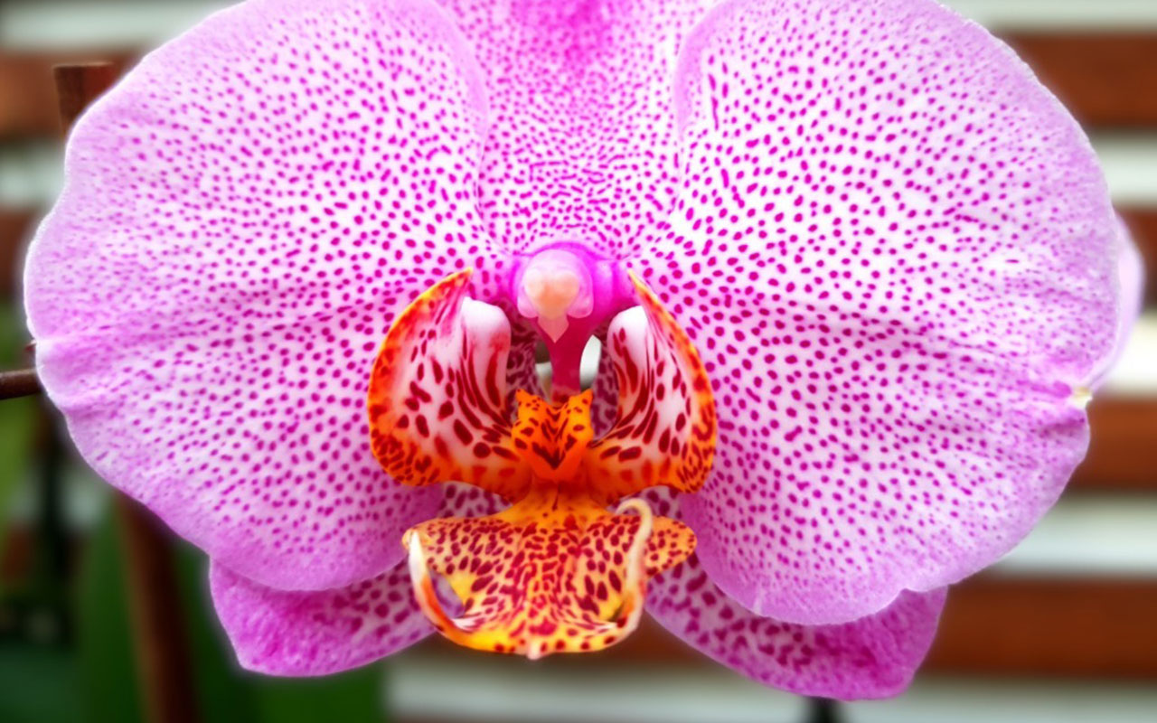 Especie Orquideas 2 DR | Jornal O Portomosense