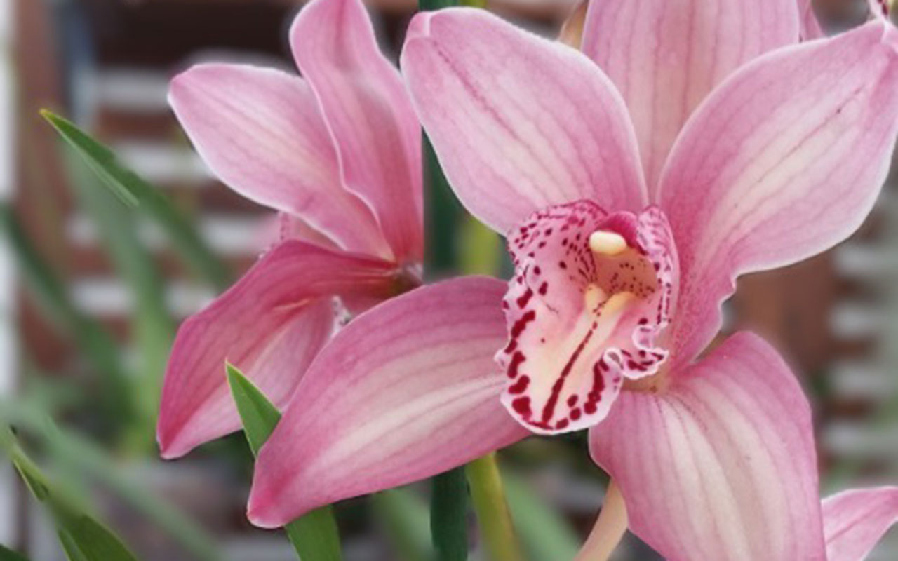Especie Orquideas DR | Jornal O Portomosense