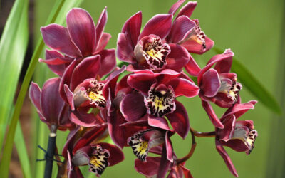 Orquideas DR | Jornal O Portomosense