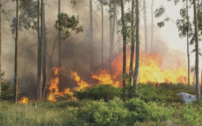 Incendio Isidro Bento | Jornal O Portomosense