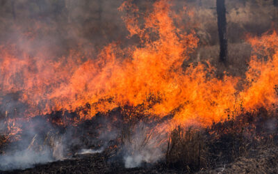 Incendio Florestal DR | Jornal O Portomosense