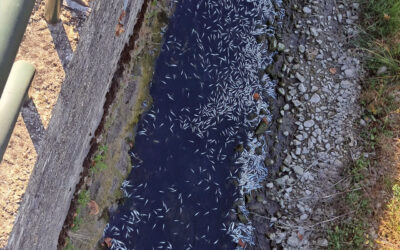 Peixes mortos Rio Lena DR | Jornal O Portomosense